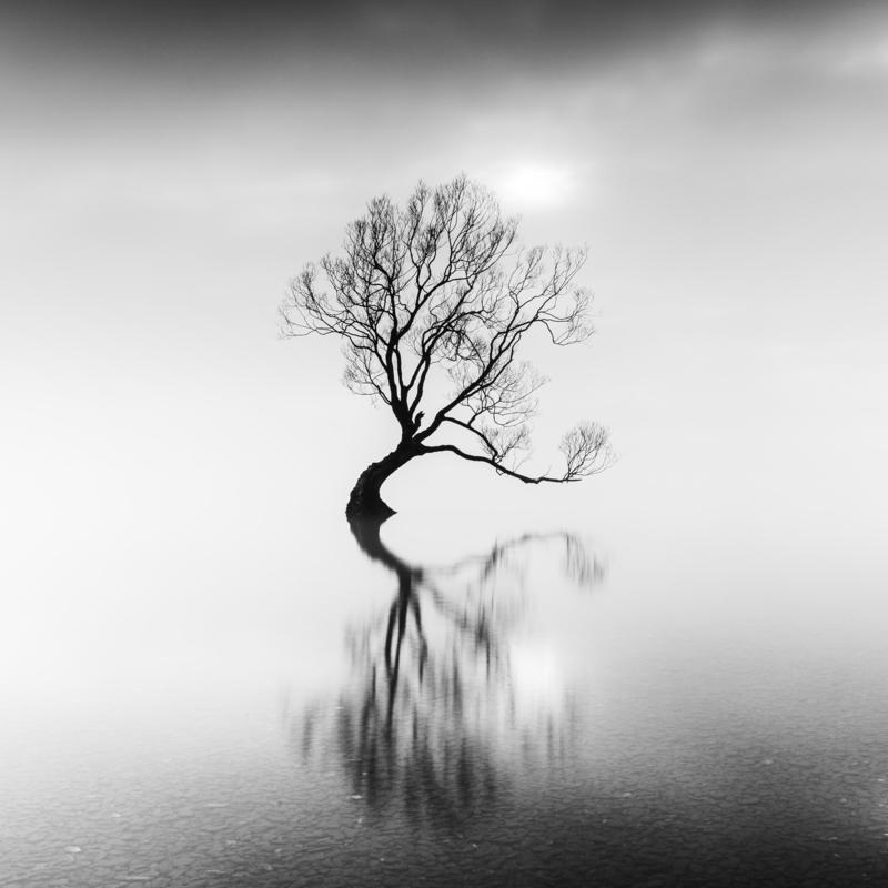 Lonely Tree